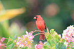 Arizona cardinal