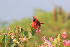 Arizona cardinal