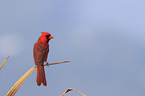 Arizona cardinal