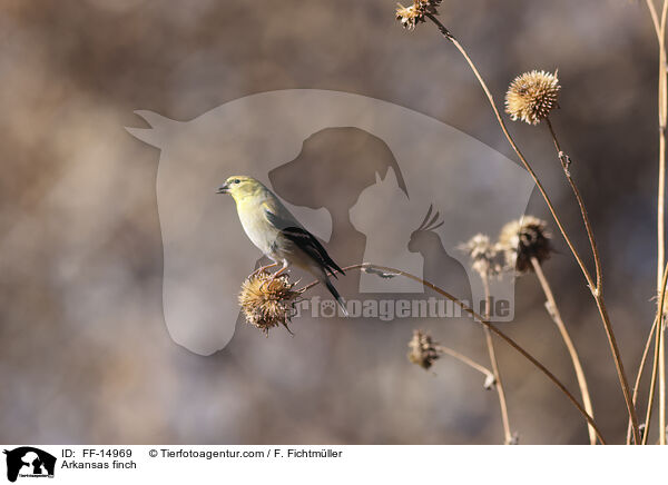 Arkansas finch / FF-14969