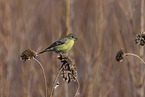 Arkansas finch