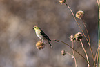 Arkansas finch