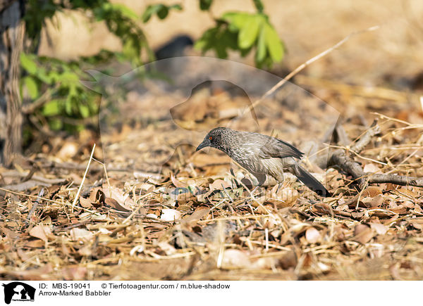 Arrow-Marked Babbler / MBS-19041