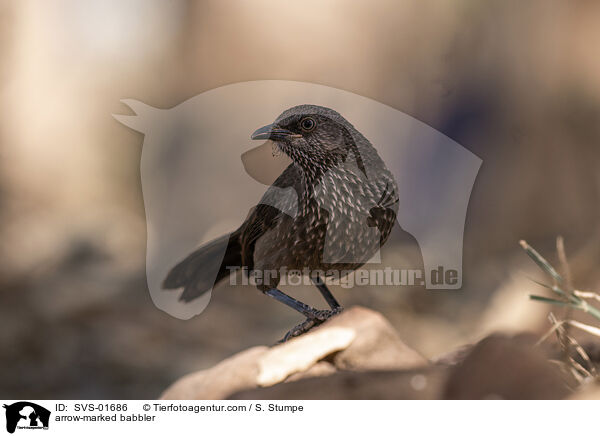 Weistrichel-Drosselhherling / arrow-marked babbler / SVS-01686