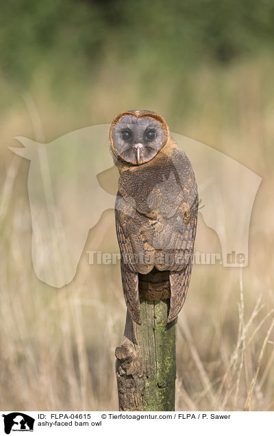 Hispaniola-Schleiereule / ashy-faced barn owl / FLPA-04615
