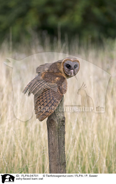 ashy-faced barn owl / FLPA-04701