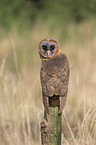 ashy-faced barn owl