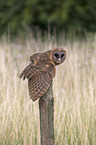 ashy-faced barn owl
