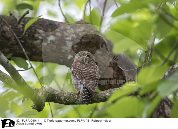 Kuckucks-Sperlingskauz / Asian barred owlet / FLPA-04014