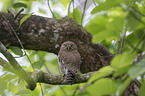 Asian barred owlet