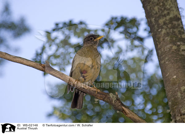 Magellandrossel / Austral Thrush / WS-02148