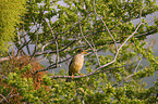 Austral Thrush