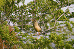 Austral Thrush