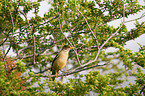 Austral Thrush