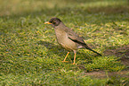 Austral Thrush