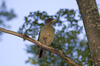 Austral Thrush