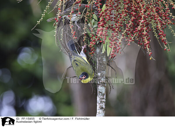 Australischer Feigenpirol / Australasian figbird / FF-15855