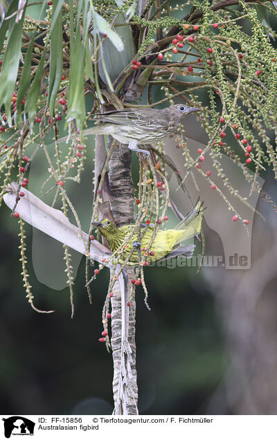 Australasian figbird / FF-15856