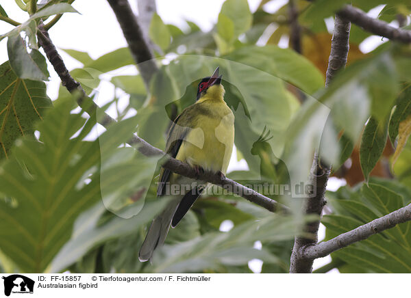 Australischer Feigenpirol / Australasian figbird / FF-15857