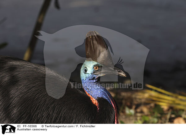 Australian cassowary / FF-16566