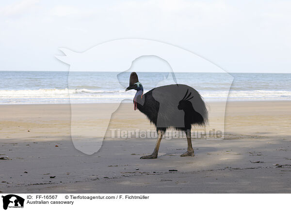 Australian cassowary / FF-16567
