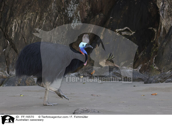 Helmkasuar / Australian cassowary / FF-16570