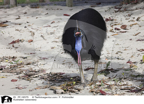 Helmkasuar / Australian cassowary / FF-16575