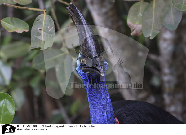 Helmkasuar / Australian cassowary / FF-16589