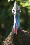 Australian cassowary