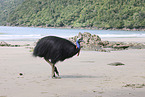 Australian cassowary