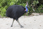 Australian cassowary