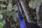 Australian cassowary