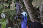 Australian cassowary