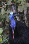 Australian cassowary