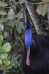 Australian cassowary
