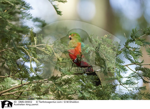 Australian king parrot / DMS-08902