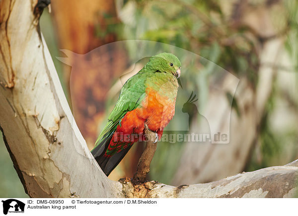 Australischer Knigssittich / Australian king parrot / DMS-08950