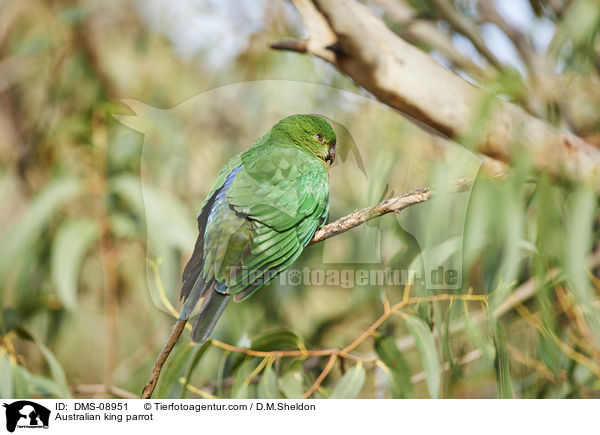 Australian king parrot / DMS-08951