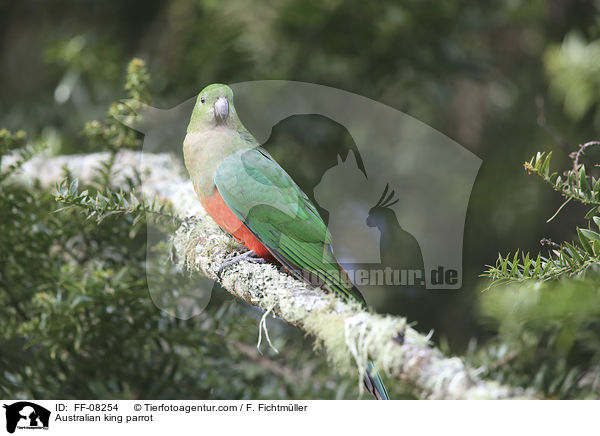 Australischer Knigssittich / Australian king parrot / FF-08254