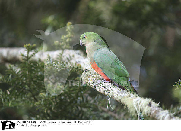 Australischer Knigssittich / Australian king parrot / FF-08255