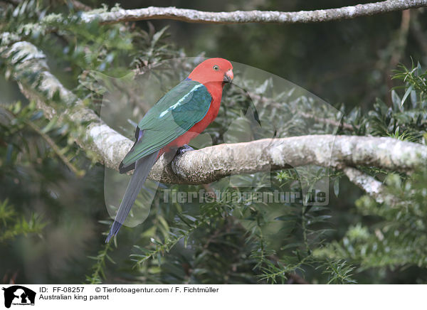 Australian king parrot / FF-08257