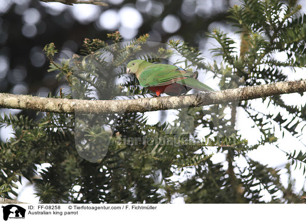 Australian king parrot / FF-08258