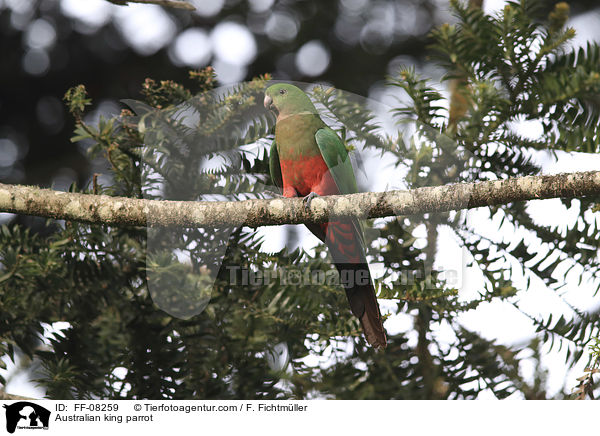 Australischer Knigssittich / Australian king parrot / FF-08259
