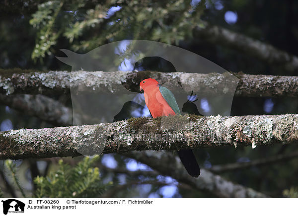 Australischer Knigssittich / Australian king parrot / FF-08260