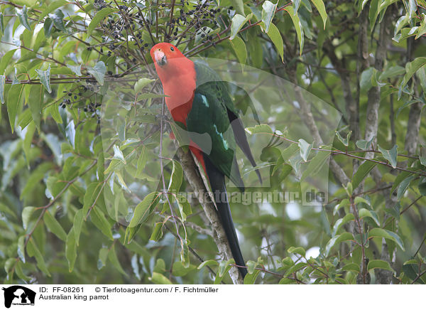 Australischer Knigssittich / Australian king parrot / FF-08261