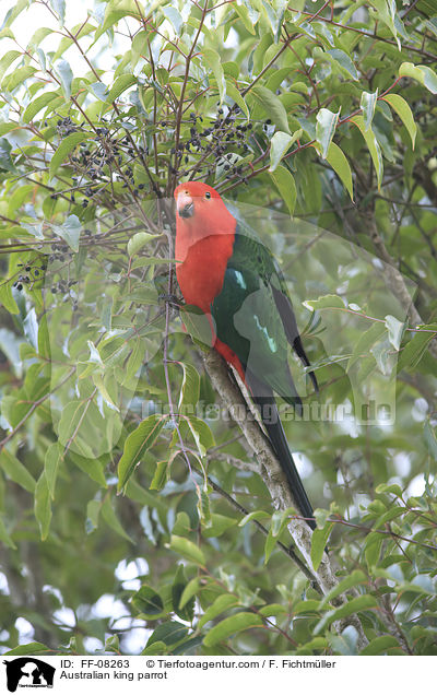 Australischer Knigssittich / Australian king parrot / FF-08263
