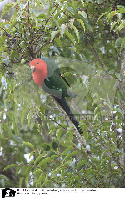 Australischer Knigssittich / Australian king parrot / FF-08264