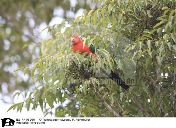 Australischer Knigssittich / Australian king parrot / FF-08266