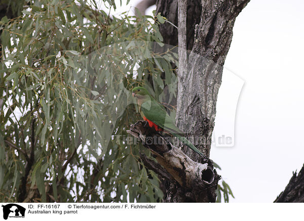 Australischer K�nigssittich / Australian king parrot / FF-16167