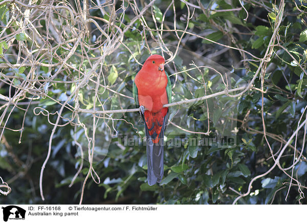 Australischer K�nigssittich / Australian king parrot / FF-16168